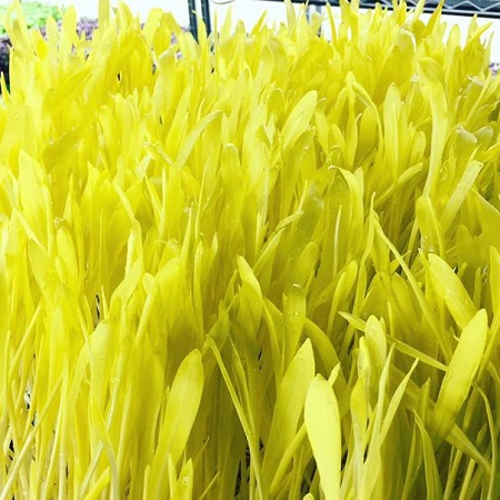 Sweetcorn Shoots Seeds